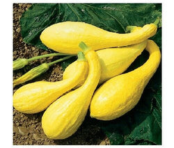 PRE ORDER 3 Live 3 - 6" Seedlings Early Crookneck Summer Squash Prolific Spineless 55 days