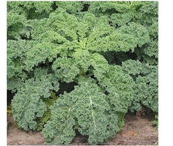 3 Live 4 - 7" inch Seedlings BLUE CURLED VATES KALE Delicious Healthy Scotch