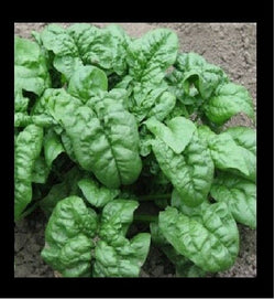 3 Live 3 - 6" inch Seedlings Bloomsdale Spinach Longstanding Garden Heirloom