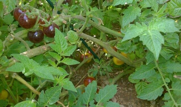 3 Live 3 - 6" inch Seedlings Blue Gold Berries Tomato Heirloom Super Rare Cherry