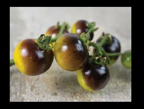 3 Live 3 - 6" inch Seedlings Blue Gold Berries Tomato Heirloom Super Rare Cherry