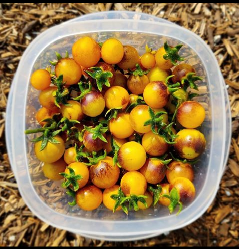 3 Live 3 - 6" inch Seedlings Blue Gold Berries Tomato Heirloom Super Rare Cherry