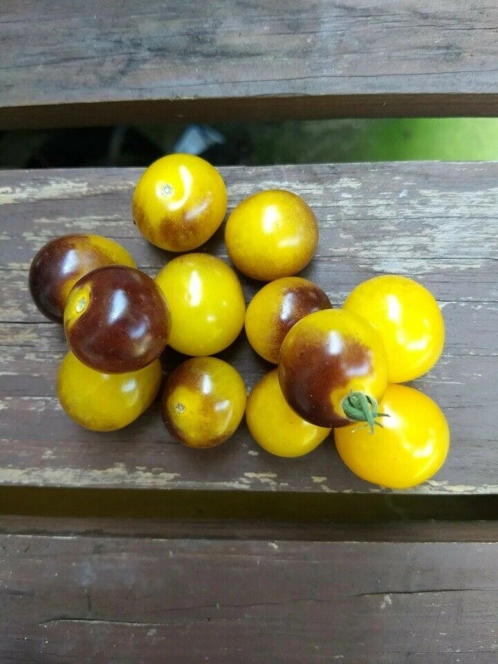 3 Live 3 - 6" inch Seedlings Blue Gold Berries Tomato Heirloom Super Rare Cherry