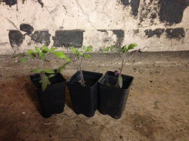 PRE ORDER 3 Live 5 - 8" inch Seedlings Brandywine Black Tomato Rare Beautiful Color