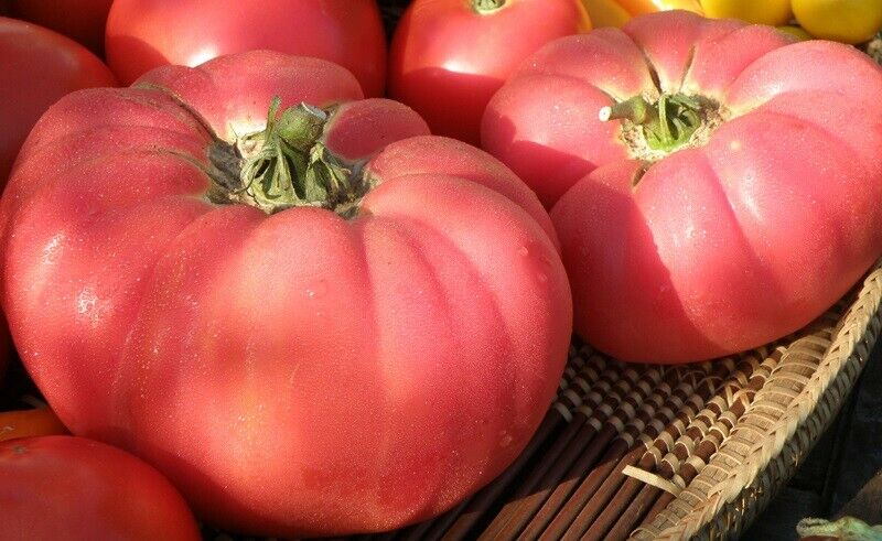 PRE ORDER 3 Live 4 - 7 inch Seedlings Brandywine Pink Tomato Rare Bea –  BmoreSpicy