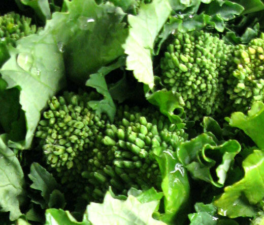 3 Live 3 - 6" inch Seedlings Broccoli Early Fall Raab Rapini Heirloom Fun