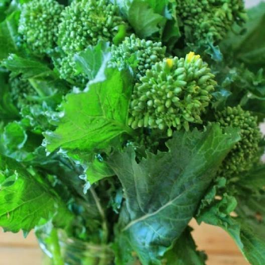 3 Live 3 - 6" inch Seedlings Broccoli Early Fall Raab Rapini Heirloom Fun