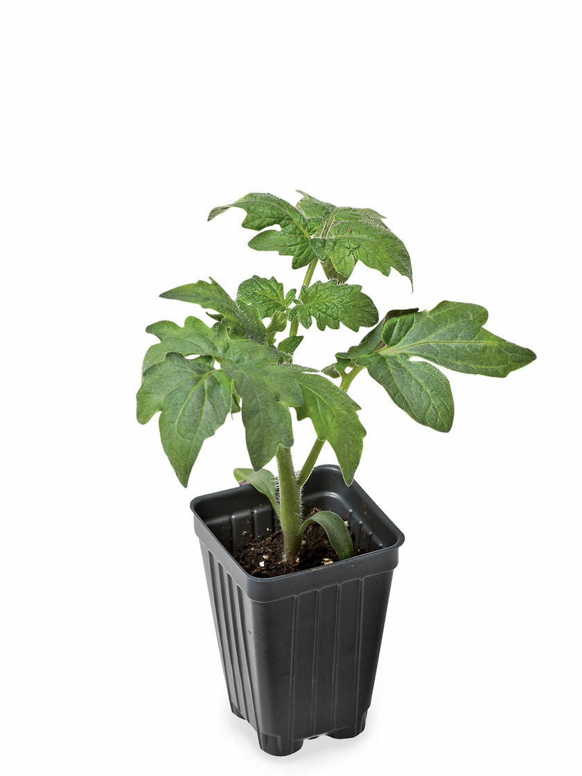 3 Live 5 - 8" inch Seedlings Green Zebra Tomato Rare Beautiful Color Heirloom