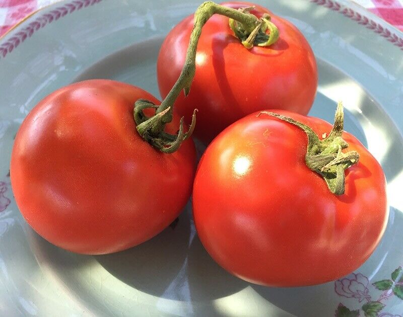 3 Live 4 - 7" inch Seedlings Homestead Tomato Heavy producer! Classic Slicing