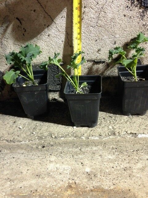 3 Live 5 - 9" inch Seedlings IMPROVED SIBERIAN KALE Delicious Healthy Heirloom
