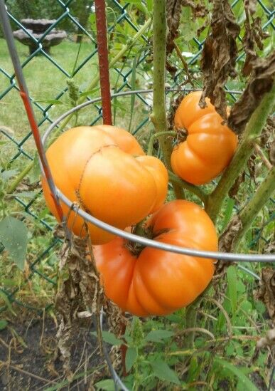 3 Live 4 - 7" inch Seedlings Kellogg's Breakfast Tomato Beautiful Orange Color