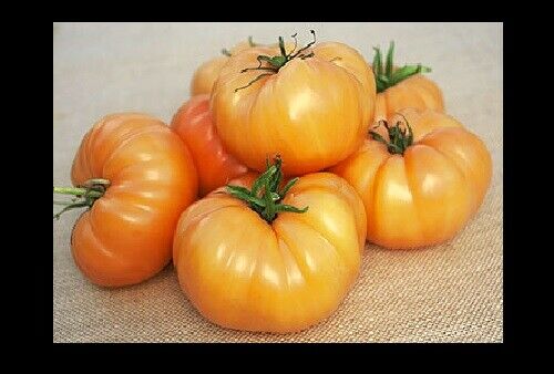 3 Live 4 - 7" inch Seedlings Kellogg's Breakfast Tomato Beautiful Orange Color