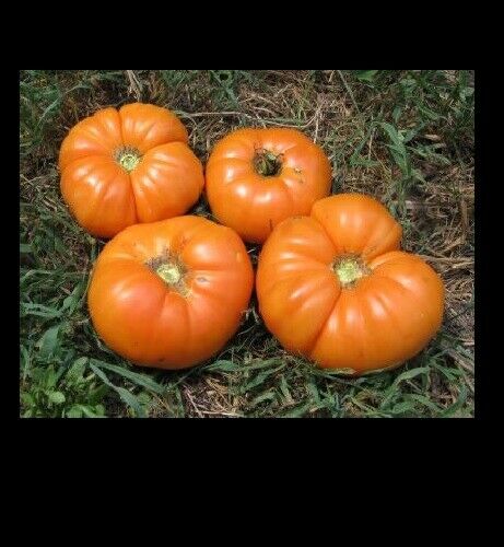 3 Live 4 - 7" inch Seedlings Kellogg's Breakfast Tomato Beautiful Orange Color