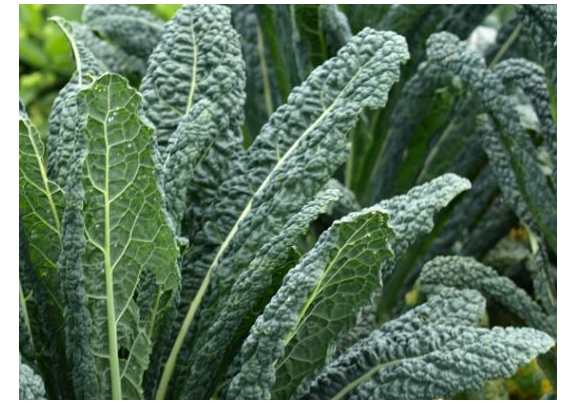 3 Live 4 - 7" inch Seedlings Lacinato KALE Dinosaur Black Tuscany Beautiful