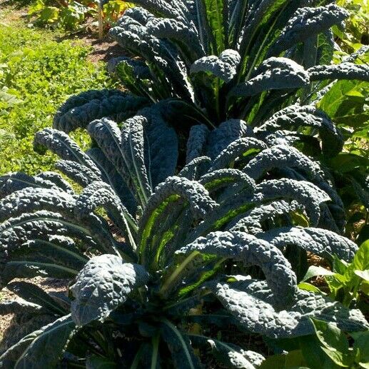 3 Live 4 - 7" inch Seedlings Lacinato KALE Dinosaur Black Tuscany Beautiful