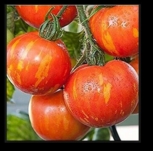 3 Live 5 - 8" inch Seedlings Red Zebra Tomato Rare Beautiful Color Heirloom