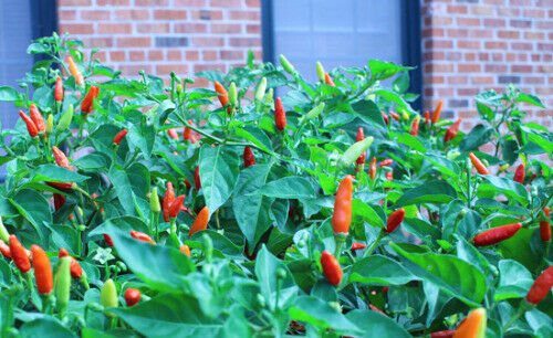 3 Live 4 - 7" inch Seedlings Tabasco Hot Pepper Make your own Sauce! Colorful