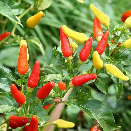 3 Live 4 - 7" inch Seedlings Tabasco Hot Pepper Make your own Sauce! Colorful