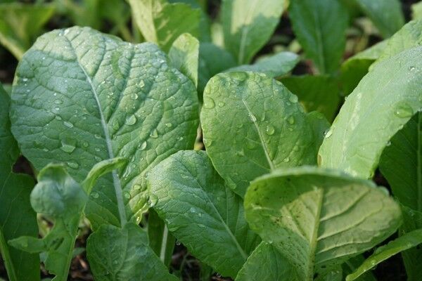 3 Live 3 - 6" inch Seedlings Tendergreen MUSTARD Komatsuna Heirloom Green Health