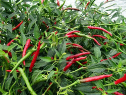 PRE ORDER 3 Live 3 - 6" inch Seedlings Thai Red Hot Chili Pepper Asian Cuisine Bangkok