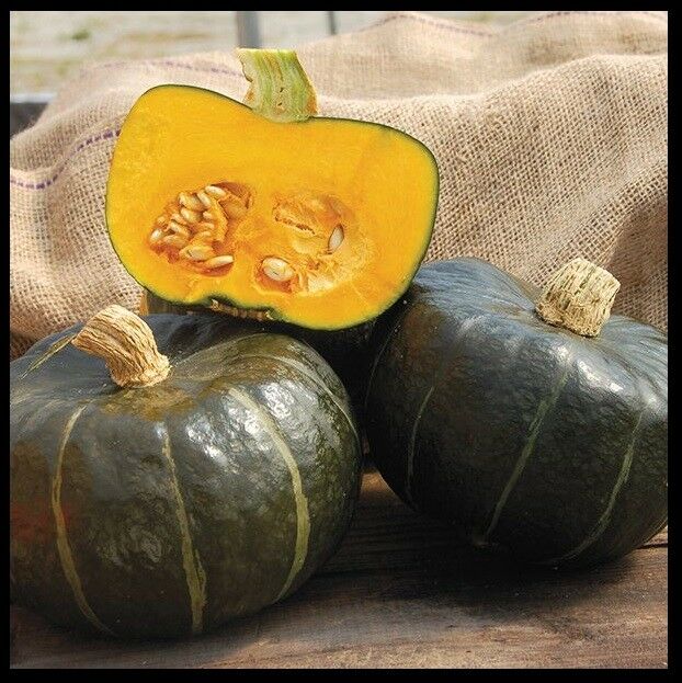 PRE ORDER 3 Live 3 - 8" Seedlings Buttercup Burgess Winter Squash Sweet Heirloom Plant