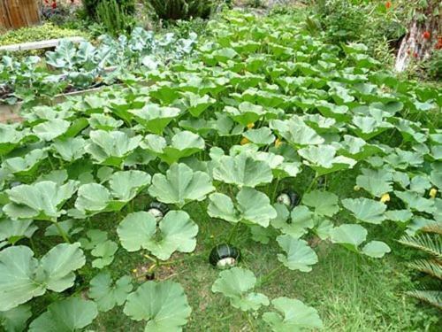 PRE ORDER 3 Live 3 - 8" Seedlings Buttercup Burgess Winter Squash Sweet Heirloom Plant