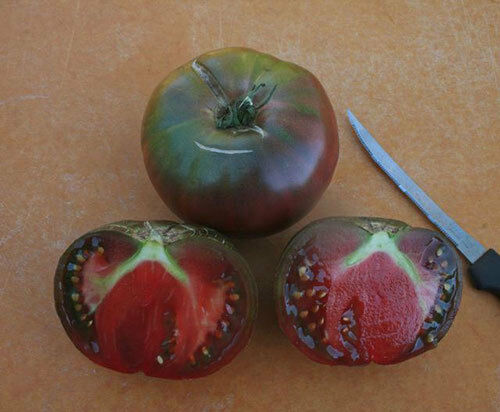 3 Live 5 - 8" inch Seedlings Black From Tula Tomato Heirloom Rare purple Russian