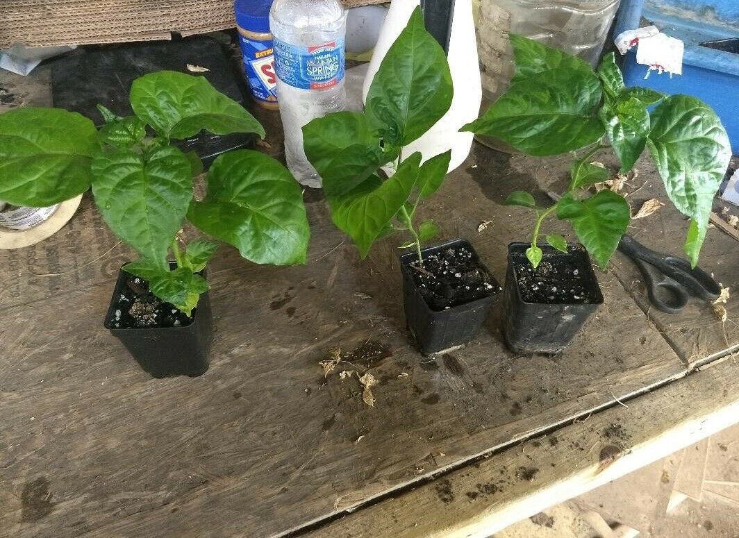 3 Live 4 - 7" inch Seedlings Carolina Reaper Hottest Chili Pepper on Earth!