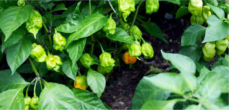 3 Live 4 - 7" inch Seedlings Carolina Reaper Hottest Chili Pepper on Earth!