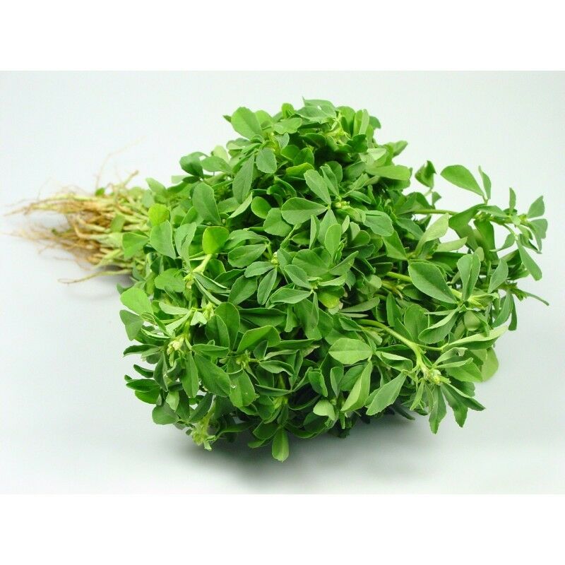 3 Live 4 - 7" inch Seedlings FENUGREEK Heirloom Hu Lu Ba Methi Semen Rare Herb