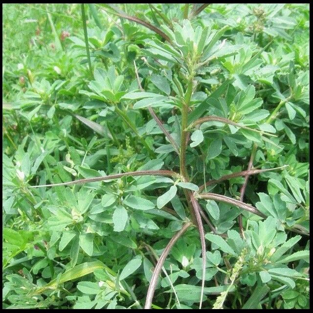 3 Live 4 - 7" inch Seedlings FENUGREEK Heirloom Hu Lu Ba Methi Semen Rare Herb
