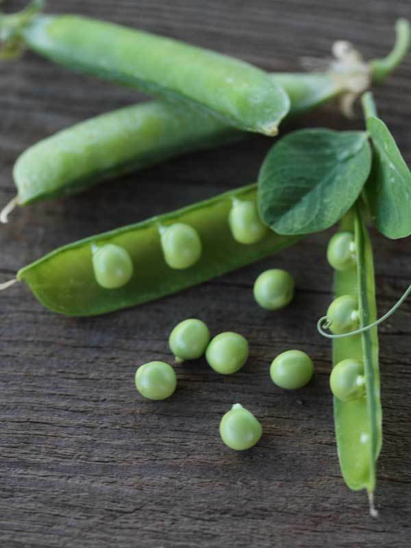 ADD ON $9 shipped 3 (9-12) Live 5 - 8" inch Seedlings Peas Alaska Heirloom Green Healthy Alaskan Garden