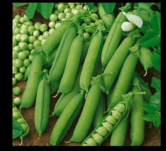 ADD ON $9 shipped 3 (9-12) Live 5 - 8" inch Seedlings Peas Alaska Heirloom Green Healthy Alaskan Garden