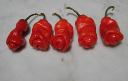 3 Live 5 - 8" inch Seedlings Red Peter Pepper Very Hot XXX Hilarious & Unique!