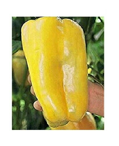 3 Live 4 - 8" inch Seedlings Yellow Monster Sweet Bell Pepper Gigantic Large