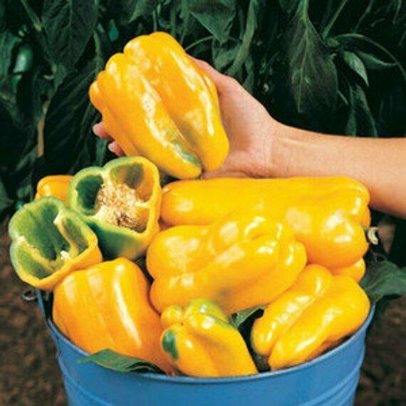 3 Live 4 - 8" inch Seedlings Yellow Monster Sweet Bell Pepper Gigantic Large
