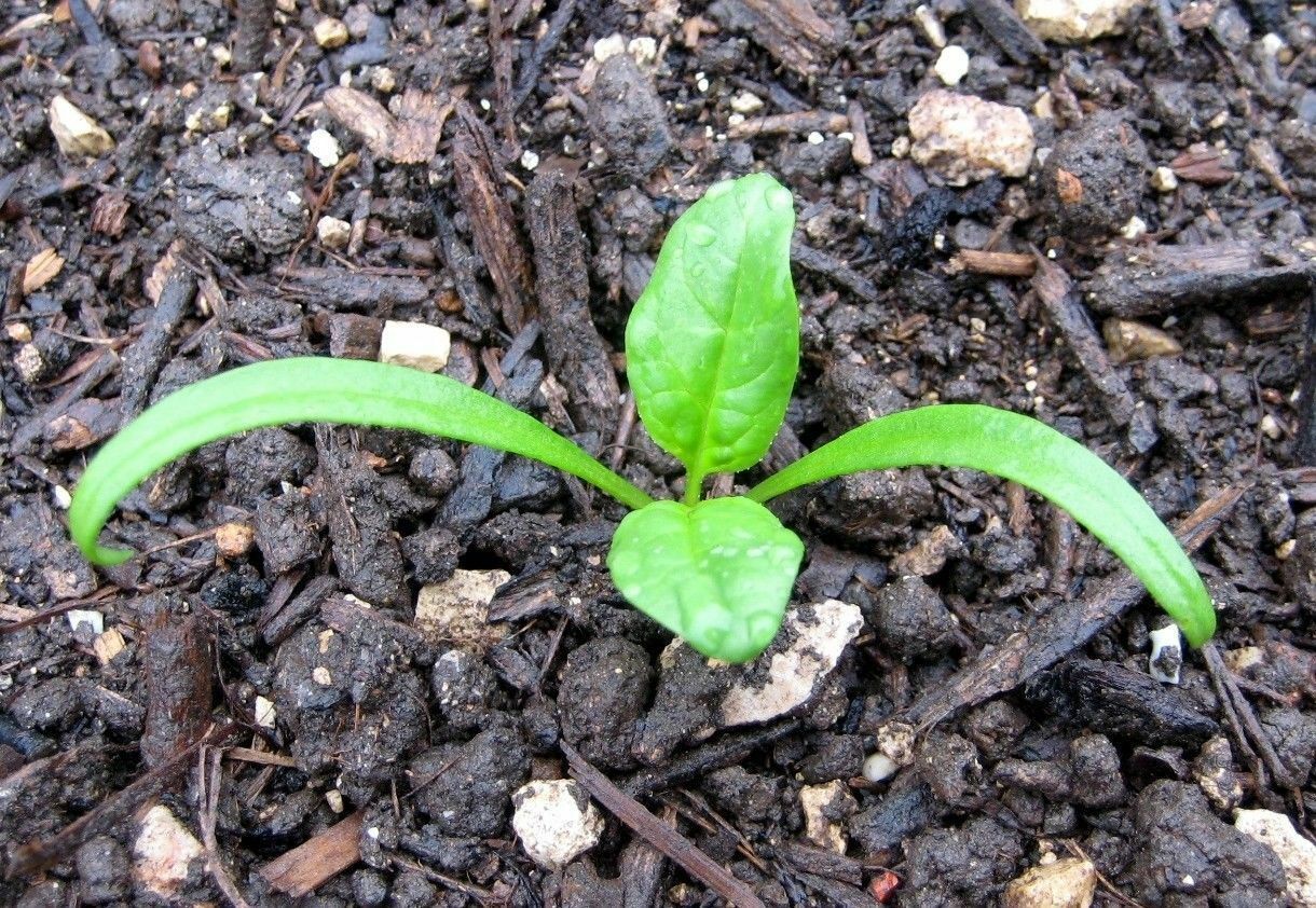 Bloomsdale Spinach 30 - 200 Seeds Longstanding Slow bolt Heirloom Non-GMO