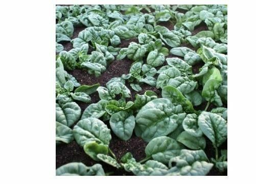 Bloomsdale Spinach 30 - 200 Seeds Longstanding Slow bolt Heirloom Non-GMO