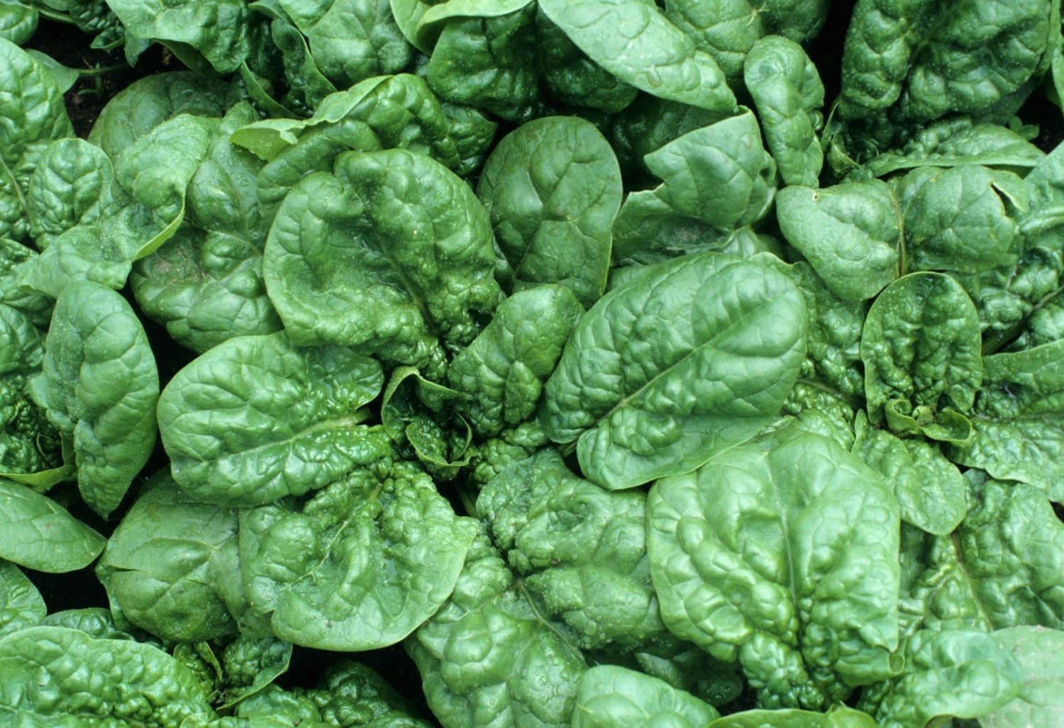 Bloomsdale Spinach 30 - 200 Seeds Longstanding Slow bolt Heirloom Non-GMO