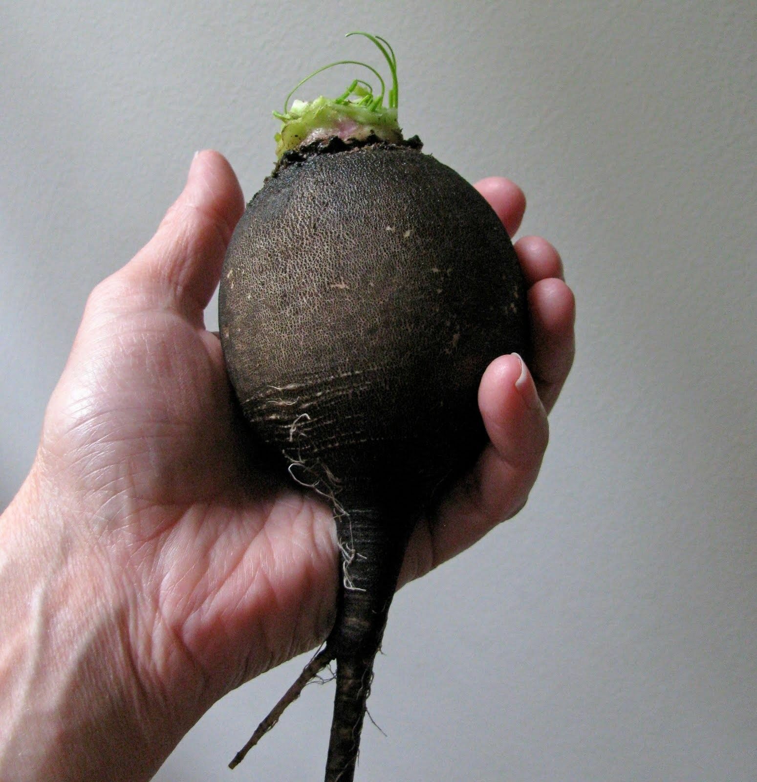 30+ Seeds Black Spanish Round Radish Heirloom Crisp Spicy Easy Grow Non-GMO