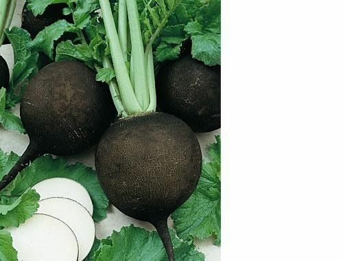 30+ Seeds Black Spanish Round Radish Heirloom Crisp Spicy Easy Grow Non-GMO