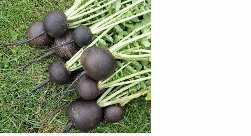 30+ Seeds Black Spanish Round Radish Heirloom Crisp Spicy Easy Grow Non-GMO