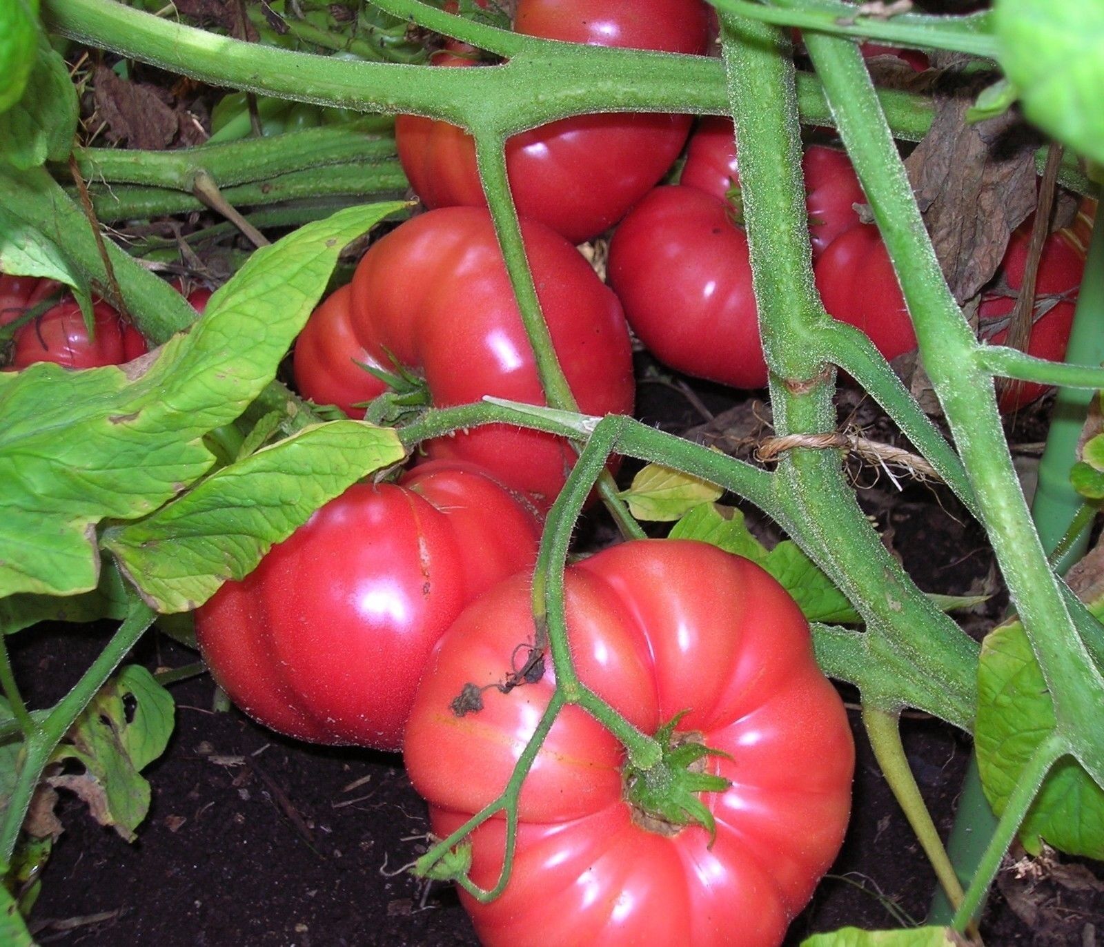 30 Seeds Brandywine Pink Tomato Heirloom Large Slicing Potato Leaved