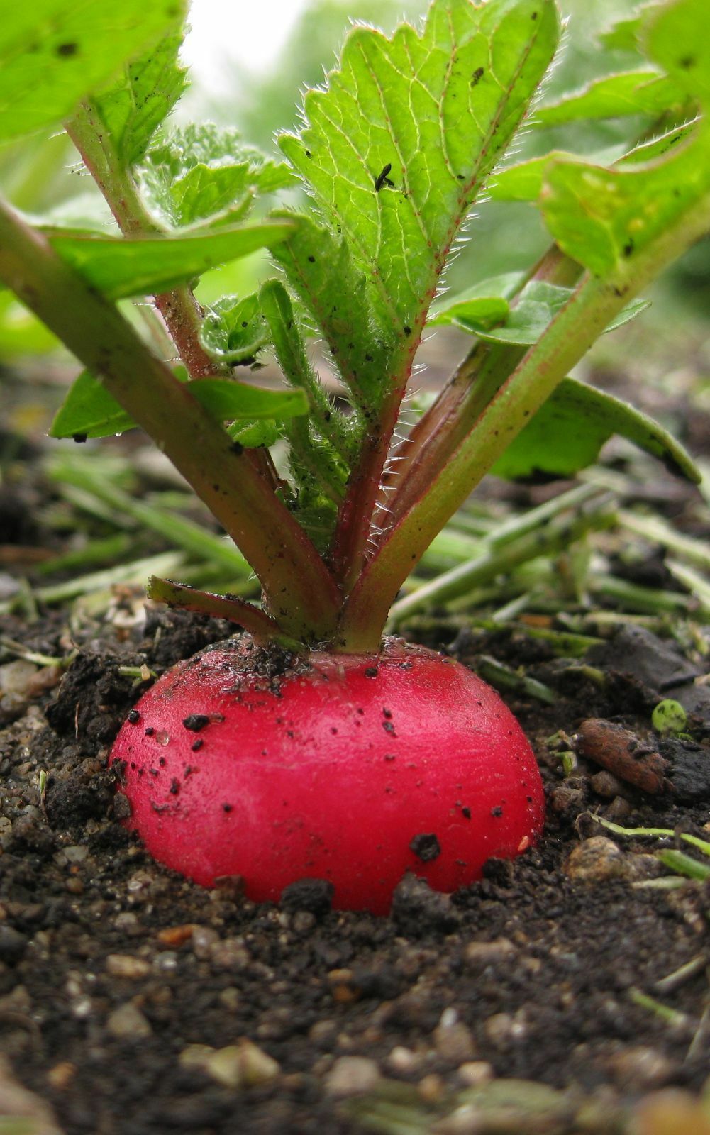 30 Seeds German Giant Radish Large round red crispy fresh Heirloom Big 29 Days