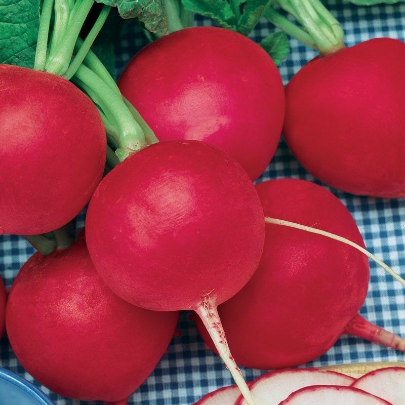 30 Seeds German Giant Radish Large round red crispy fresh Heirloom Big 29 Days