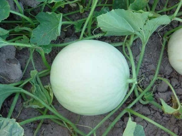 Honey Dew 30 - 100 Seeds Green Flesh melon Heirloom Cantaloupe Delicious Sweet 6+ Lbs