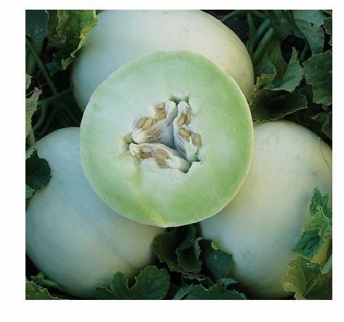 Honey Dew 30 - 100 Seeds Green Flesh melon Heirloom Cantaloupe Delicious Sweet 6+ Lbs