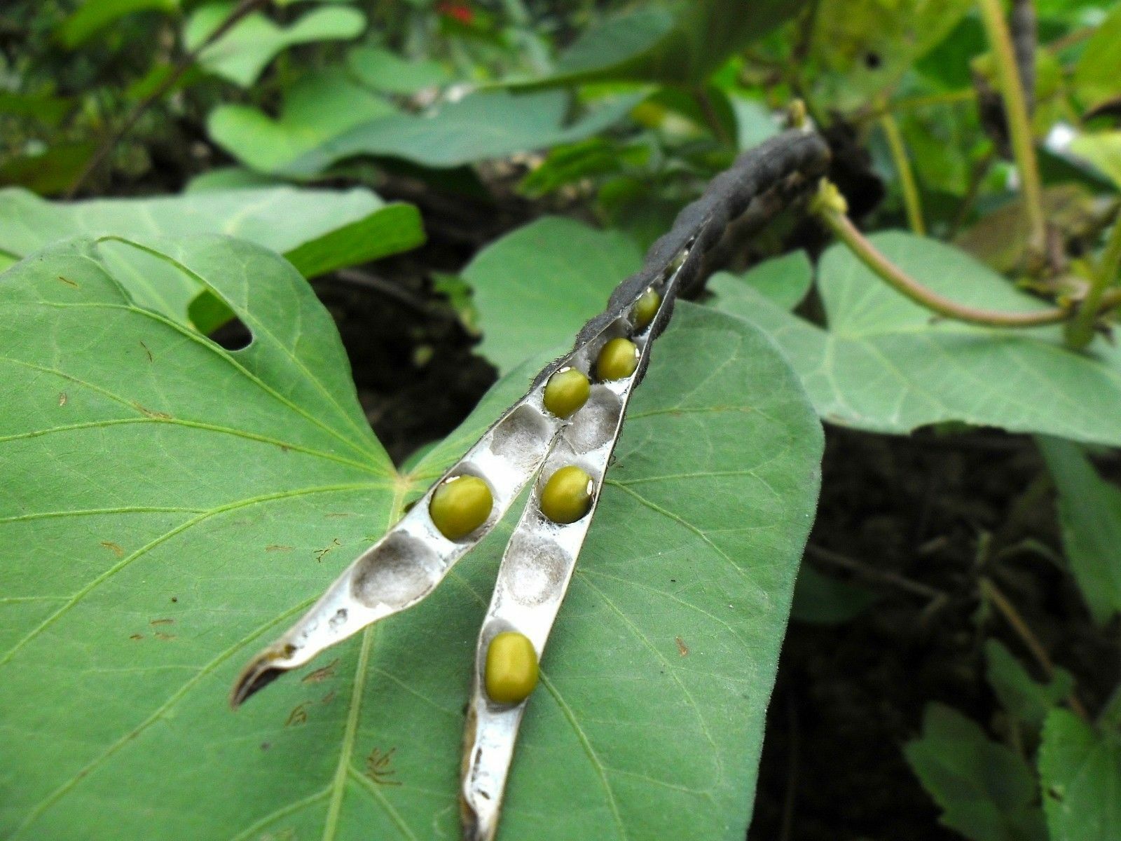 30 Seeds Mung Bean Mash Beans Munggo Green soy Vigna radiata F96 delicious sprout