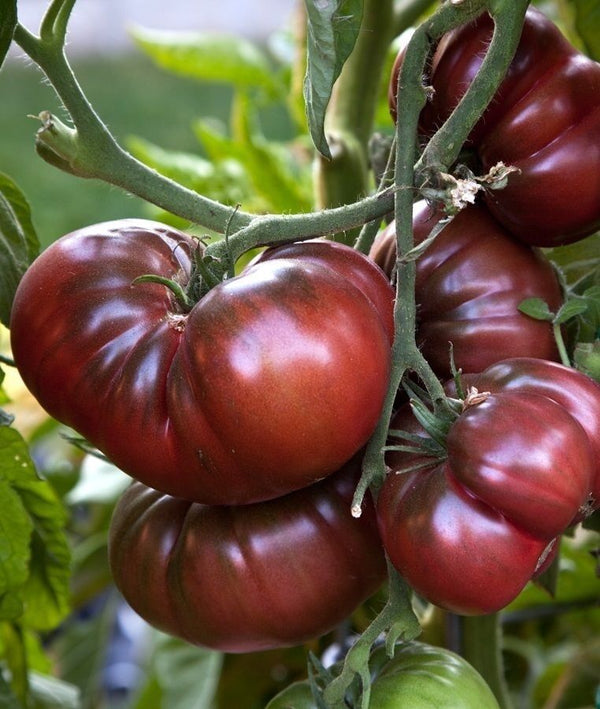 Brandywine Black Tomato 30 - 500 Seeds Heirloom Rare Non-GMO Super Slicing!