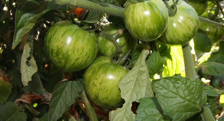 30 seeds GREEN ZEBRA Tomato Heirloom Delicious Unique color Fresh Beautiful